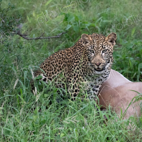 Leopard, Panthera pardus, Young Male & Impala Kill. Young male crouching next to an…
