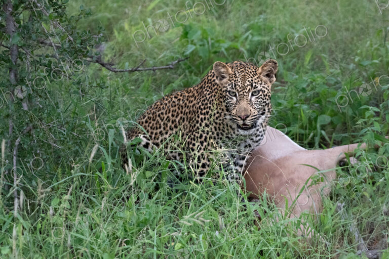 Leopard, Panthera pardus, Young Male & Impala Kill. Young male crouching next to an…