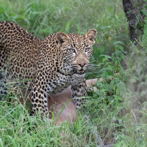 Leopard, Panthera pardus, Young Male & Impala Kill. Young male standing over an Impala…