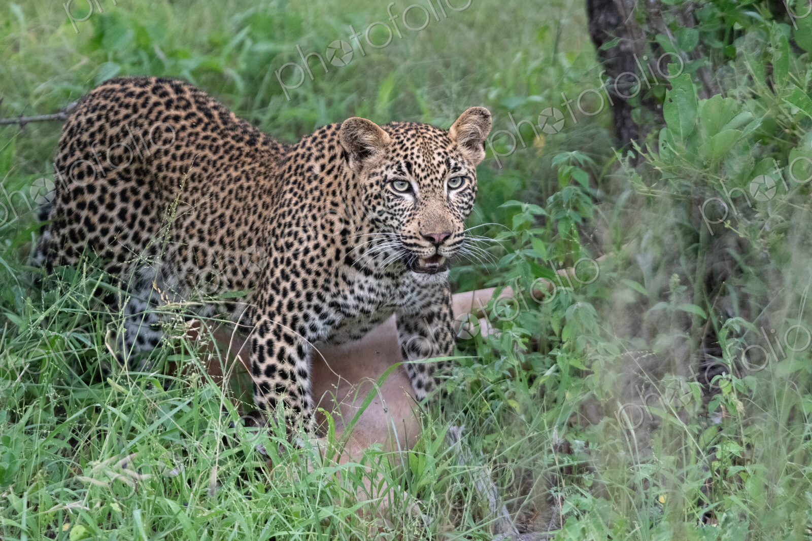 Leopard, Panthera pardus, Young Male & Impala Kill. Young male standing over an Impala…