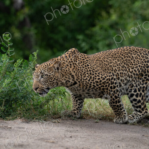 Leopard, Panthera pardus, Young Male. Crouching low in a stalking posture while… Leopard, Panthera pardus, Young Male. Crouching low in a stalking posture while…