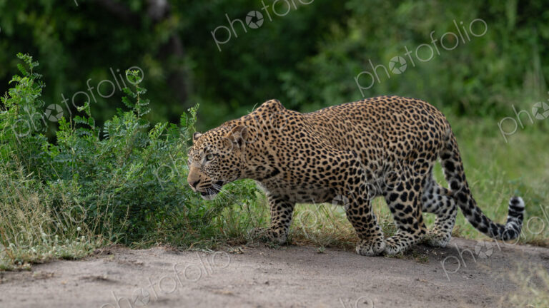 Leopard, Panthera pardus, Young Male. Crouching low in a stalking posture while…