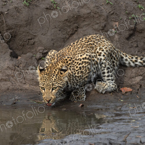 Leopard, Panthera pardus, Young Male. Cub crouched low at the edge of a muddy… Leopard, Panthera pardus, Young Male. Cub crouched low at the edge of a muddy…