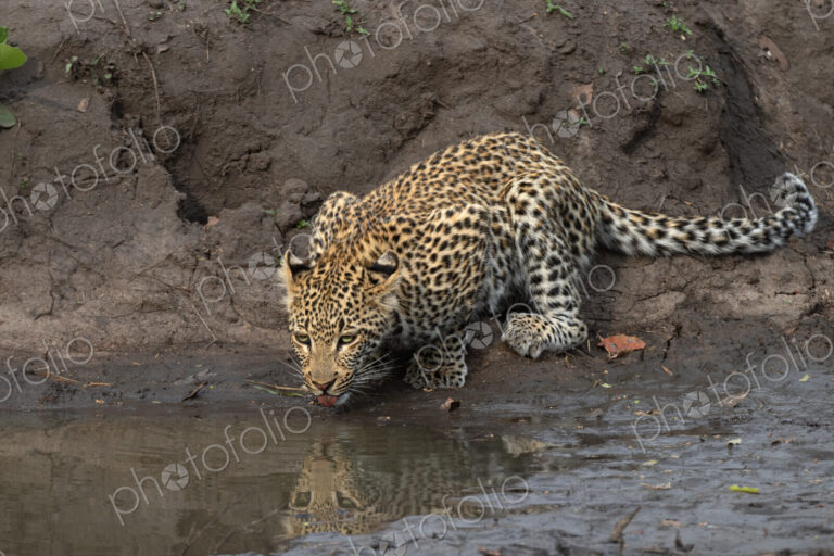 Leopard, Panthera pardus, Young Male. Cub crouched low at the edge of a muddy…