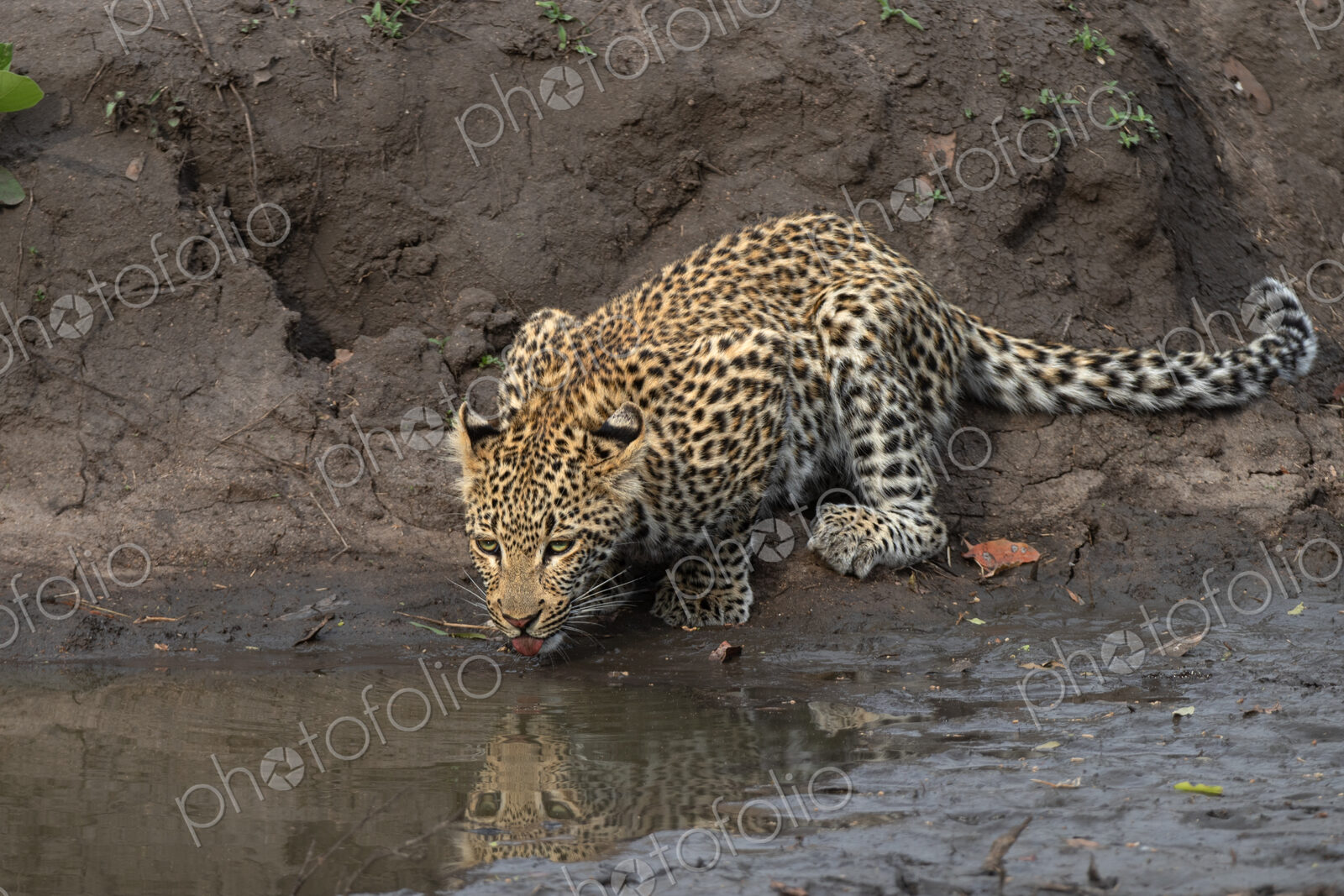 Leopard, Panthera pardus, Young Male. Cub crouched low at the edge of a muddy…