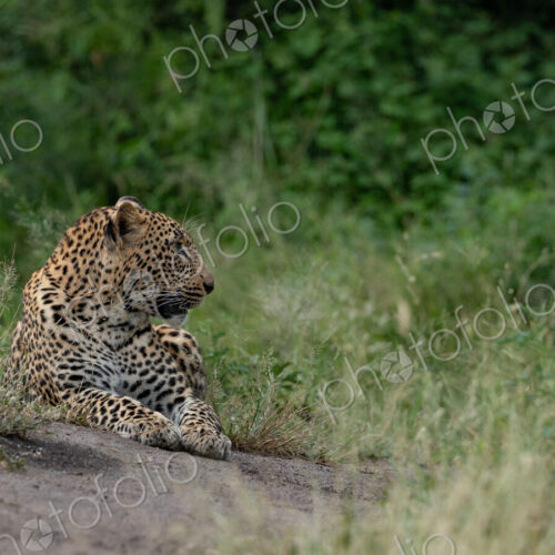 Leopard, Panthera pardus, Young Male. Lying down on the edge of a dirt track at eye… Leopard, Panthera pardus, Young Male. Lying down on the edge of a dirt track at eye…