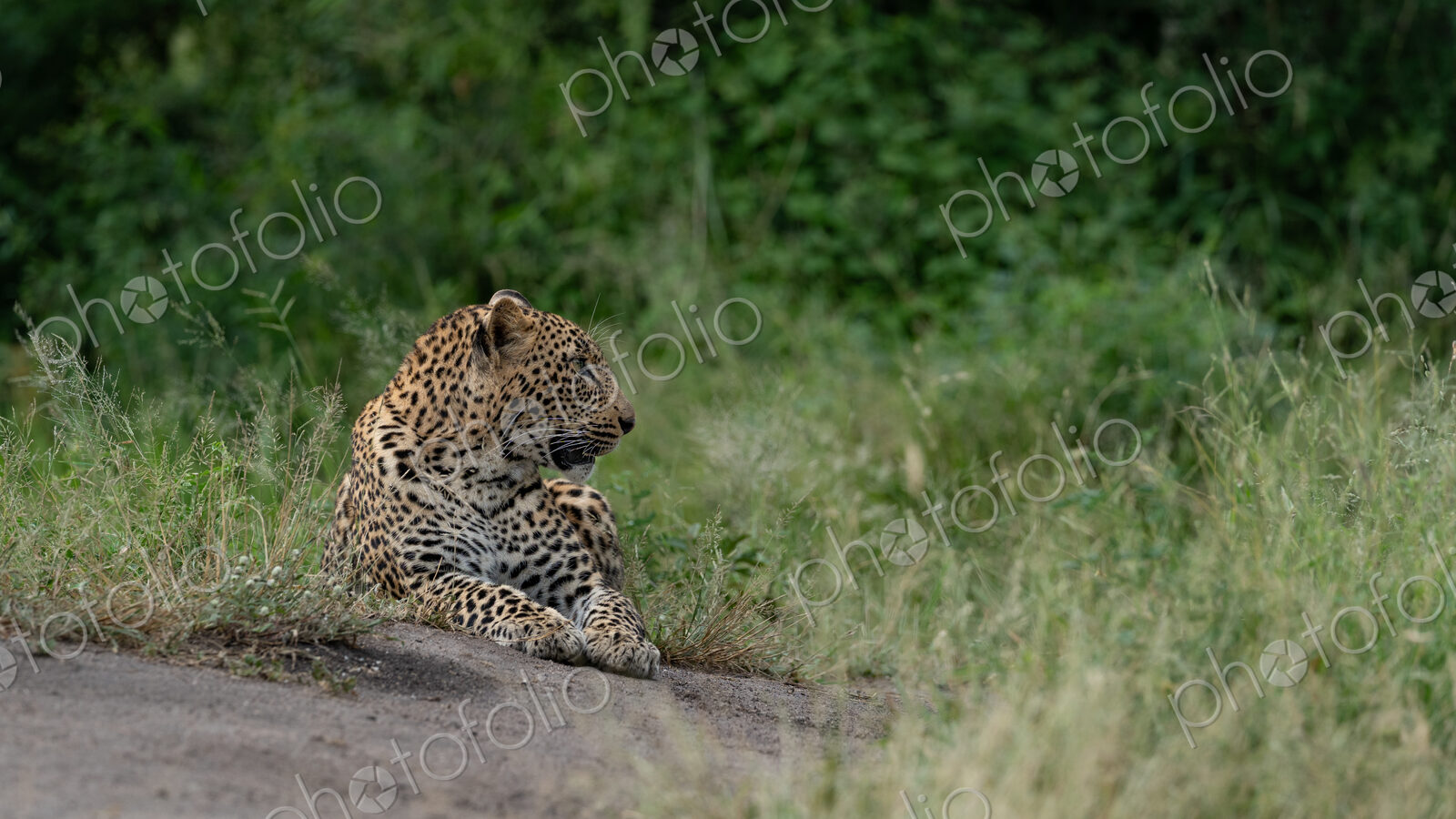 Leopard, Panthera pardus, Young Male. Lying down on the edge of a dirt track at eye…