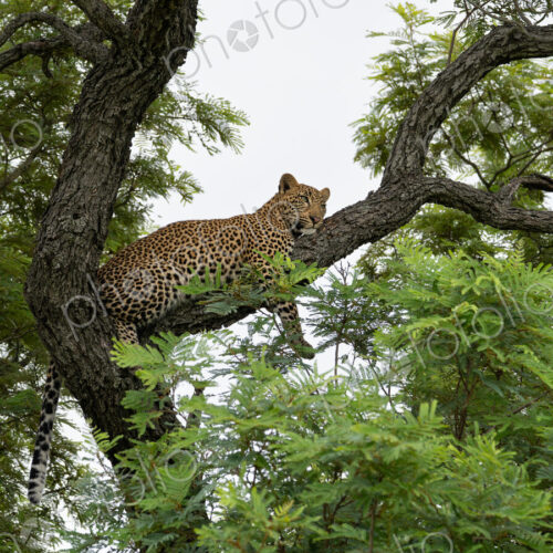 Leopard, Panthera pardus, Young Male. Lying on a branch of a weeping wattle tree… Leopard, Panthera pardus, Young Male. Lying on a branch of a weeping wattle tree…