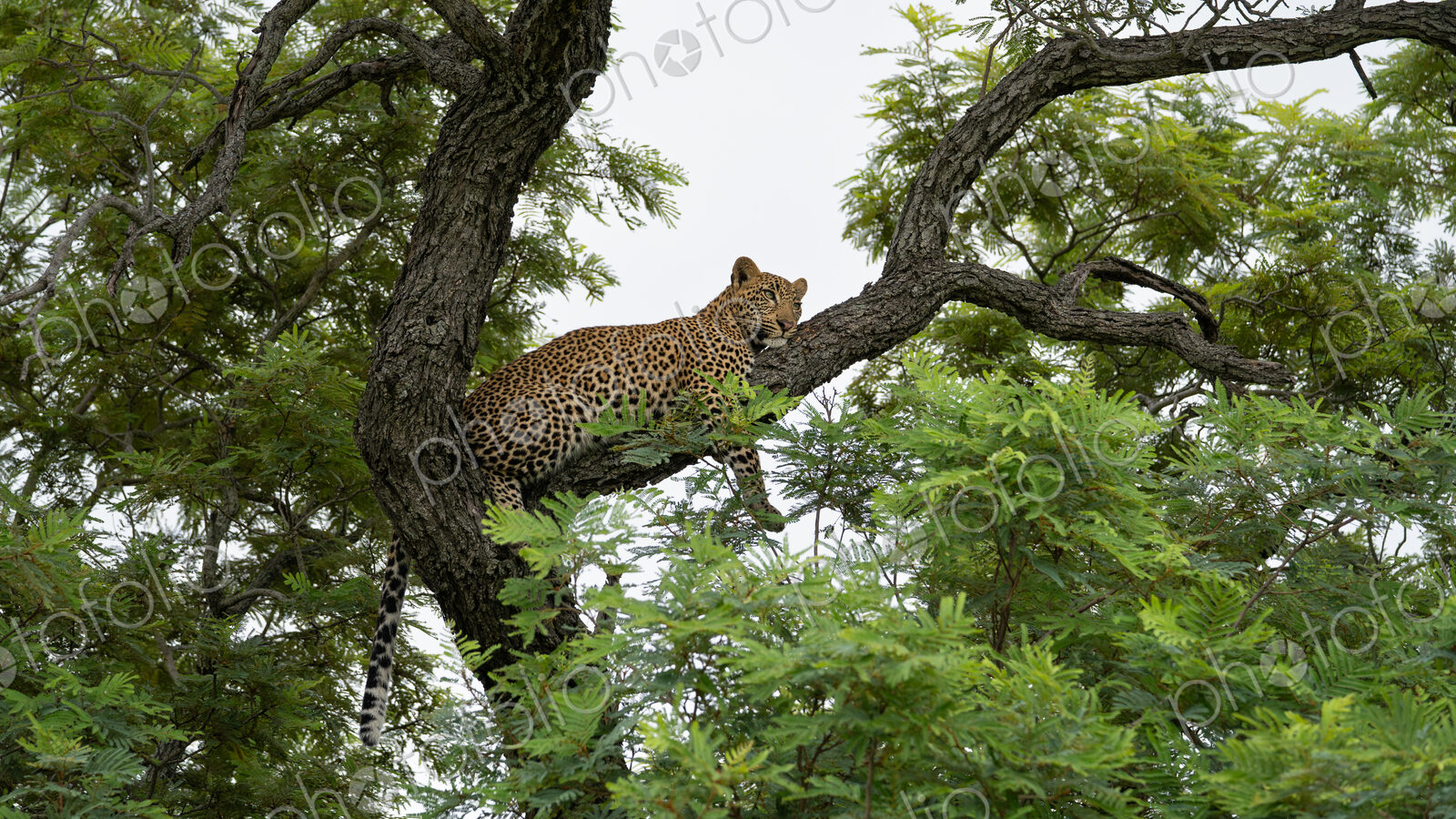 Leopard, Panthera pardus, Young Male. Lying on a branch of a weeping wattle tree…