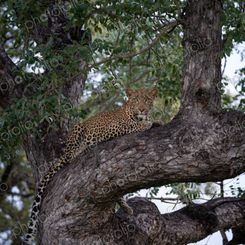 Leopard, Panthera pardus, Young Male. Lying on a thick, horizontal tree branch,… Leopard, Panthera pardus, Young Male. Lying on a thick, horizontal tree branch,…