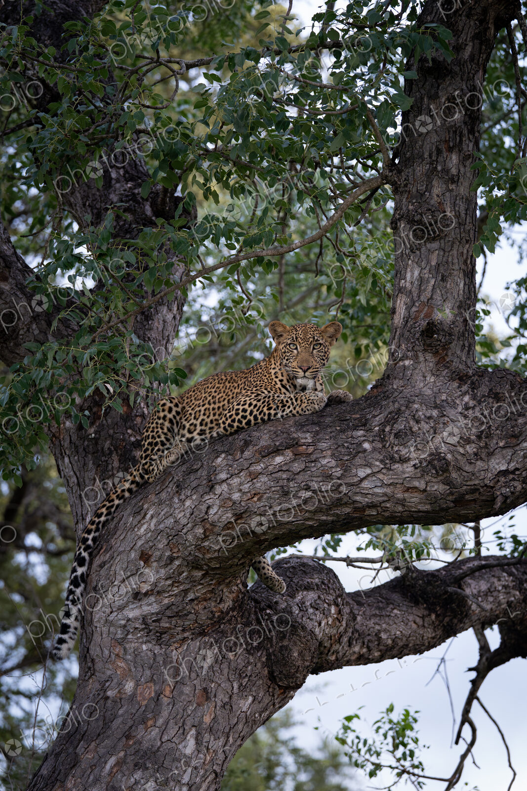 Leopard, Panthera pardus, Young Male. Lying on a thick, horizontal tree branch,…