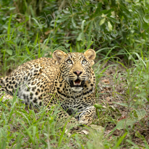 Leopard, Panthera pardus, Young Male. Lying on the ground looking upwards with an open… Leopard, Panthera pardus, Young Male. Lying on the ground looking upwards with an open…