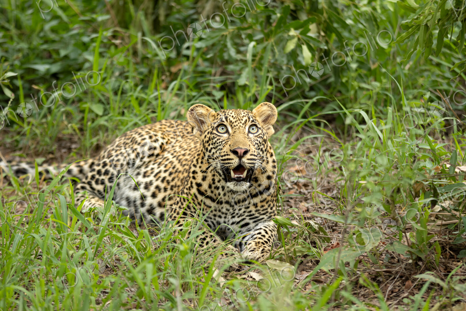 Leopard, Panthera pardus, Young Male. Lying on the ground looking upwards with an open…