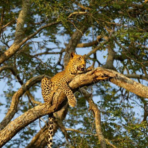 Leopard, Panthera pardus, Young Male. Resting draped over a high branch in a Knobthorn… Leopard, Panthera pardus, Young Male. Resting draped over a high branch in a Knobthorn…