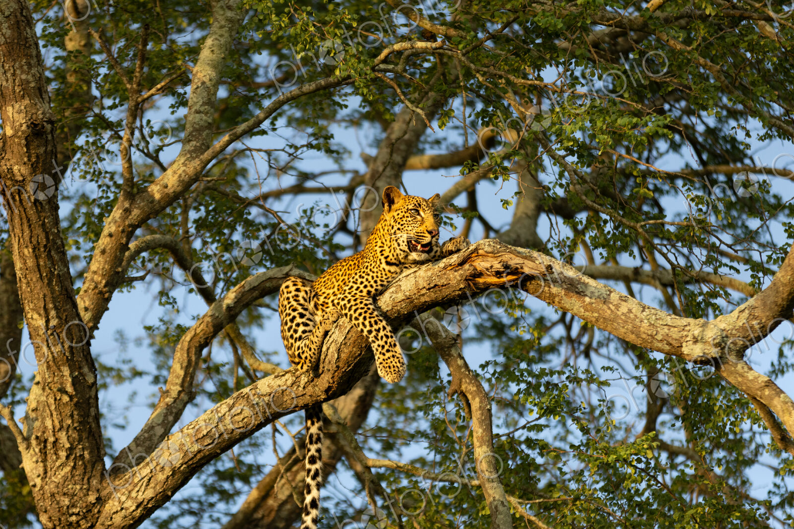 Leopard, Panthera pardus, Young Male. Resting draped over a high branch in a Knobthorn…