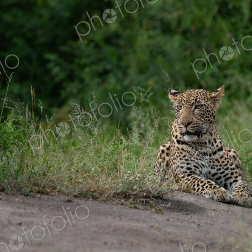 Leopard, Panthera pardus, Young Male. Resting in the grass beside a dirt track,… Leopard, Panthera pardus, Young Male. Resting in the grass beside a dirt track,…