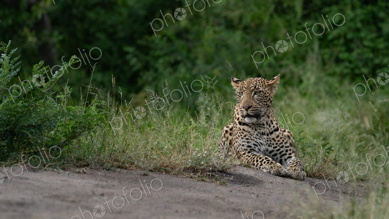 Leopard, Panthera pardus, Young Male. Resting in the grass beside a dirt track,…