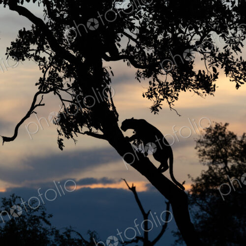 Leopard, Panthera pardus, Young Male. Silhouette of a leopard climbing a slanted tree… Leopard, Panthera pardus, Young Male. Silhouette of a leopard climbing a slanted tree…