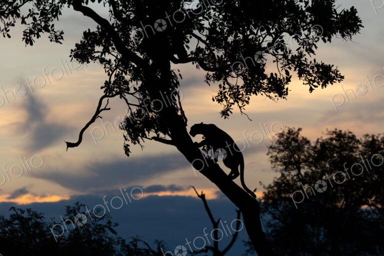 Leopard, Panthera pardus, Young Male. Silhouette of a leopard climbing a slanted tree…