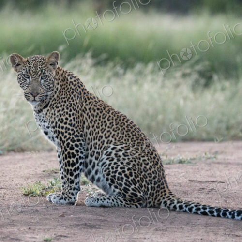Leopard, Panthera pardus, Young Male. Sitting upright on a sandy path, looking toward… Leopard, Panthera pardus, Young Male. Sitting upright on a sandy path, looking toward…