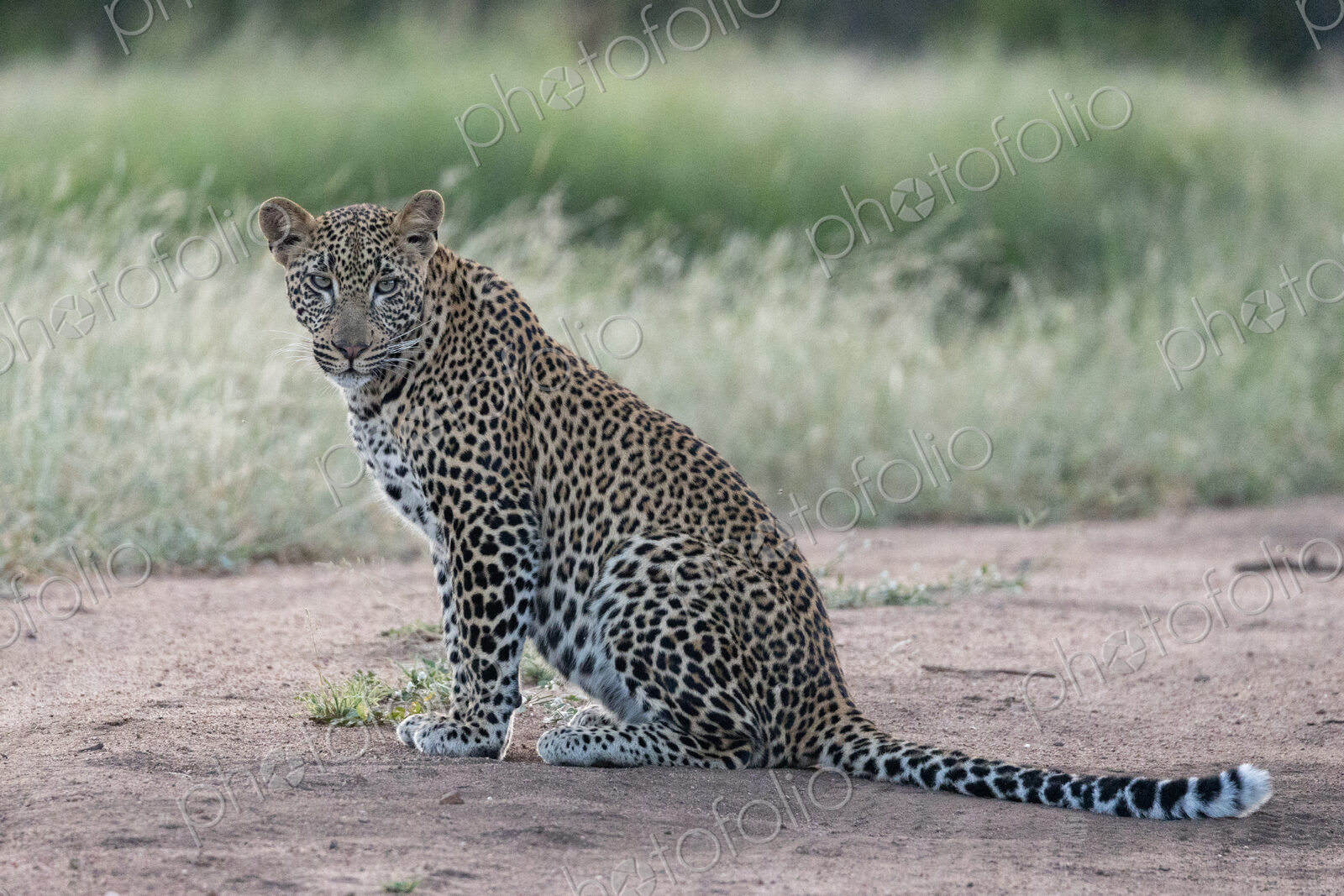 Leopard, Panthera pardus, Young Male. Sitting upright on a sandy path, looking toward…