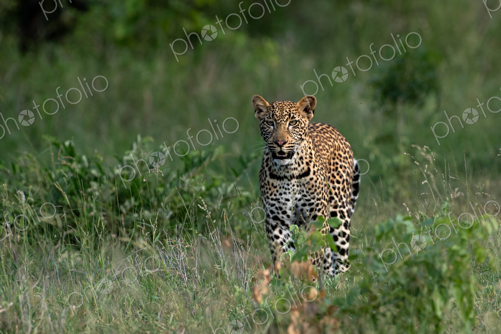 Leopard, Panthera pardus, Young Male. Walking directly towards the camera in tall…