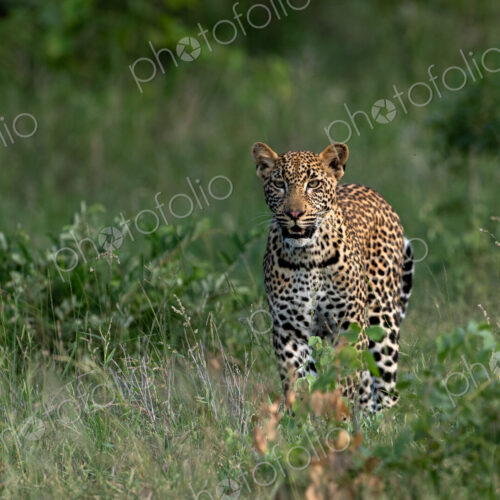 Leopard, Panthera pardus, Young Male. Walking directly towards the camera in tall… Leopard, Panthera pardus, Young Male. Walking directly towards the camera in tall…