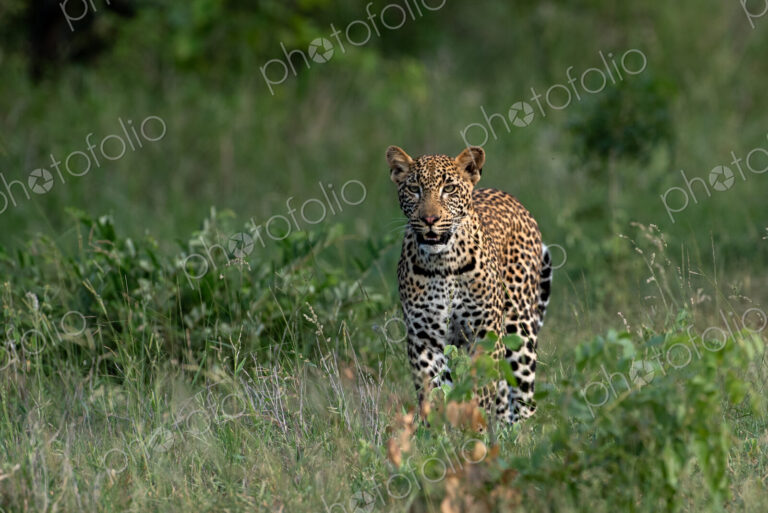 Leopard, Panthera pardus, Young Male. Walking directly towards the camera in tall…