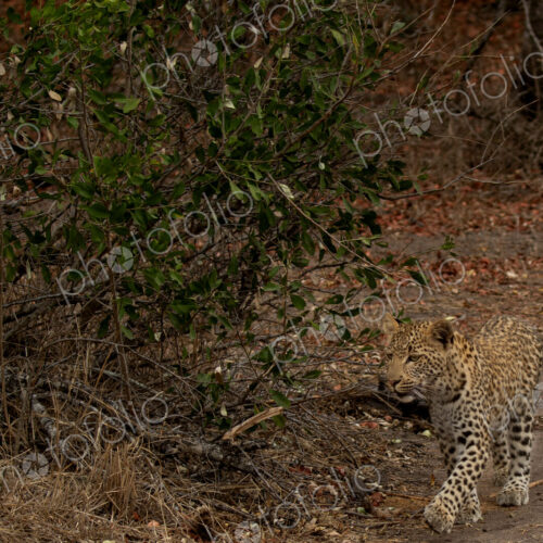 Leopard, Panthera pardus, Young Male. Walking towards the camera on a dirt game path…