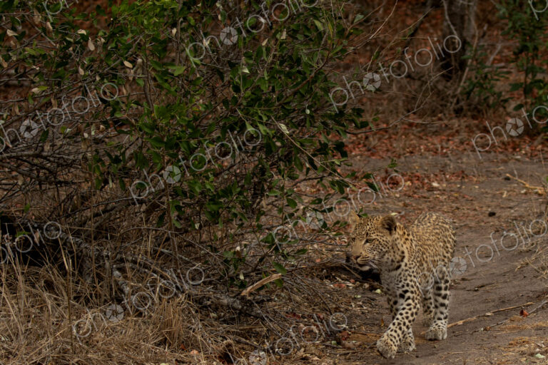Leopard, Panthera pardus, Young Male. Walking towards the camera on a dirt game path…