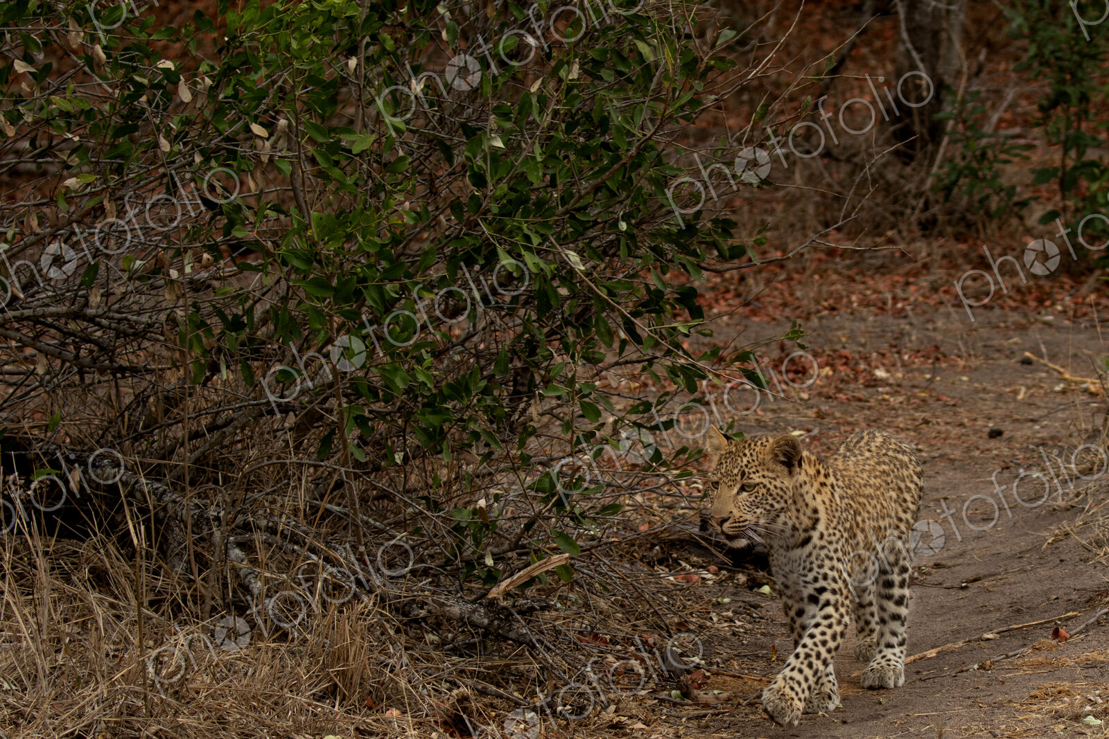 Leopard, Panthera pardus, Young Male. Walking towards the camera on a dirt game path…