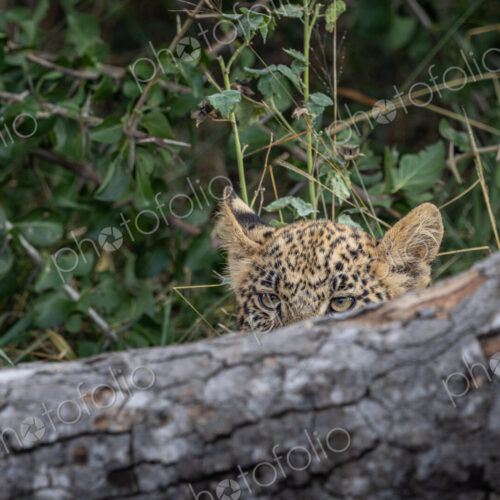 Leopard, Panthera pardus, Young leopard cub looking over a fallen log or branch. Leopard, Panthera pardus, Young leopard cub looking over a fallen log or branch.