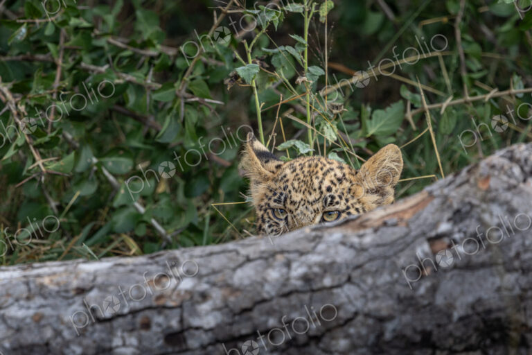 Leopard, Panthera pardus, Young leopard cub looking over a fallen log or branch.