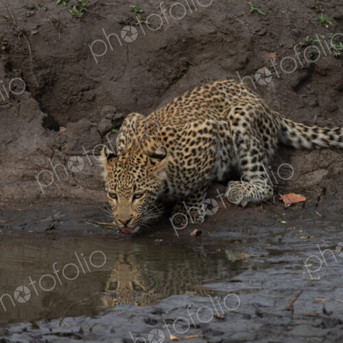 Leopard, Panthera pardus, Young leopard drinking from a muddy puddle, with its… Leopard, Panthera pardus, Young leopard drinking from a muddy puddle, with its…