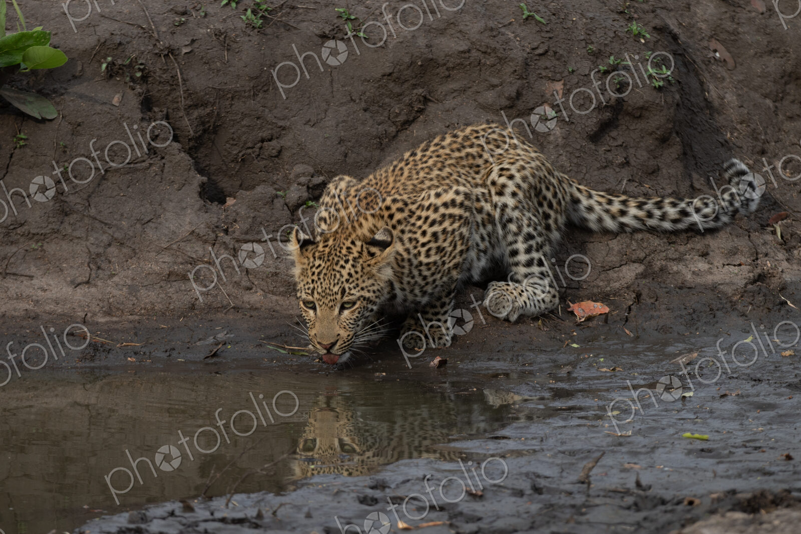 Leopard, Panthera pardus, Young leopard drinking from a muddy puddle, with its…