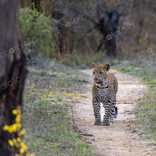 Leopard, Panthera pardus, Young leopard standing on a path in a wooded area. Leopard, Panthera pardus, Young leopard standing on a path in a wooded area.