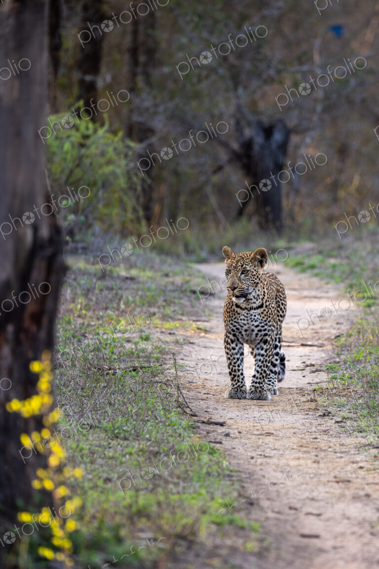 Leopard, Panthera pardus, Young leopard standing on a path in a wooded area.
