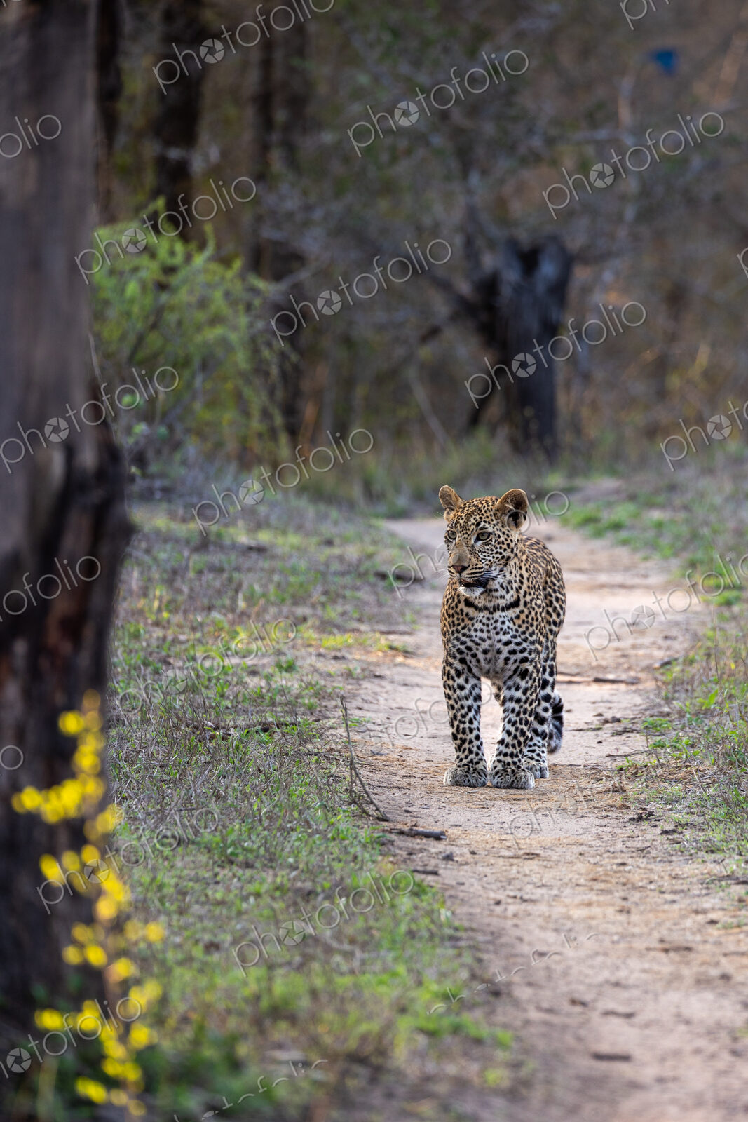 Leopard, Panthera pardus, Young leopard standing on a path in a wooded area.