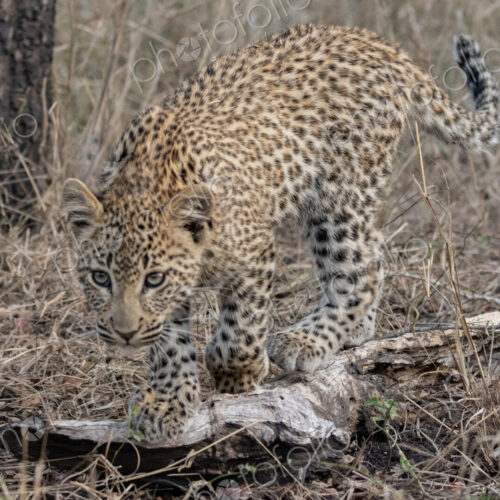Leopard, Panthera pardus, a female cub standing on a log.