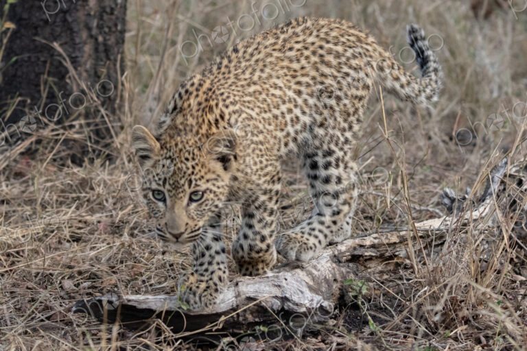 Leopard, Panthera pardus, a female cub standing on a log.