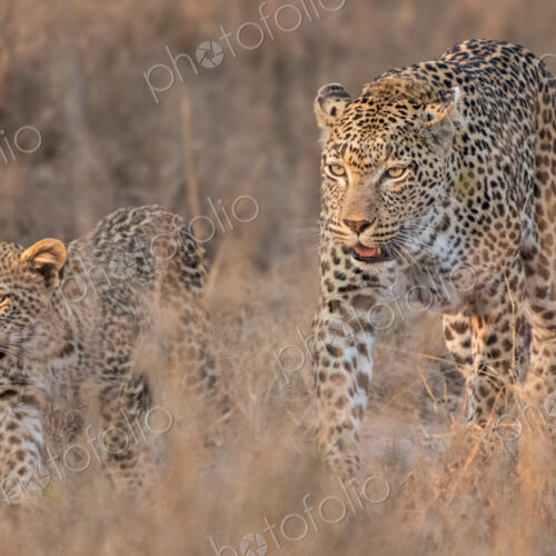 Leopard, Panthera pardus, a female leopard and her cub walking together in long grass.