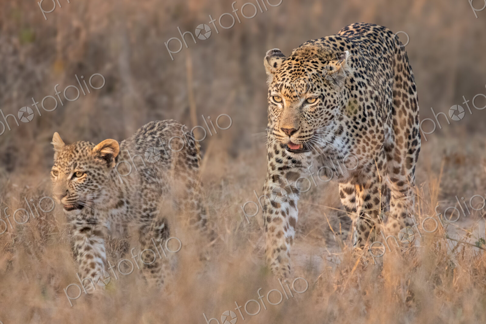 Leopard, Panthera pardus, a female leopard and her cub walking together in long grass.