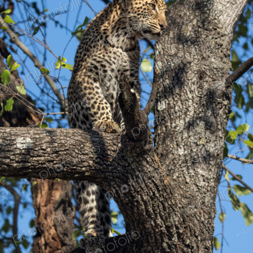 Leopard, Panthera pardus, a young cub in a tree.