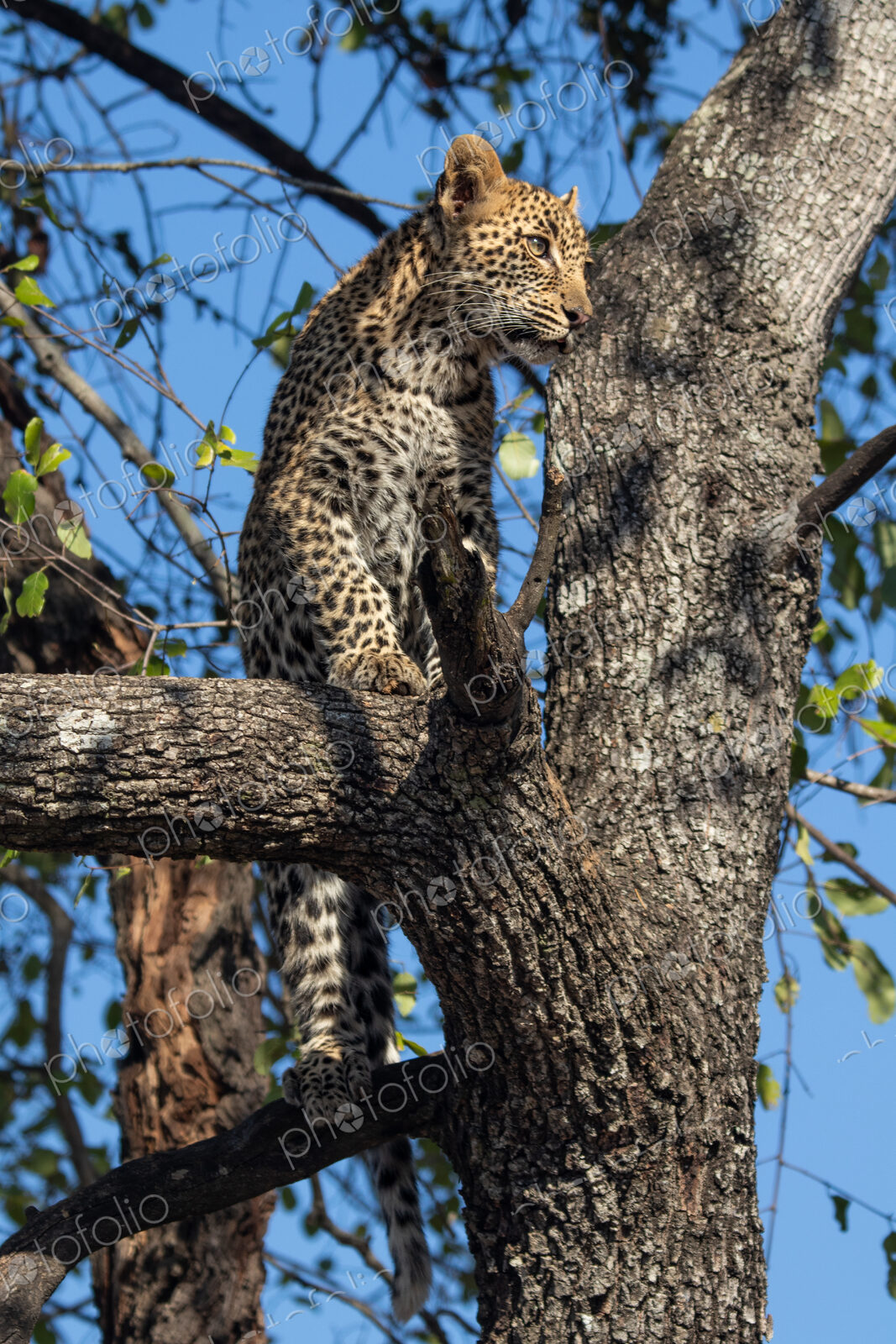 Leopard, Panthera pardus, a young cub in a tree.