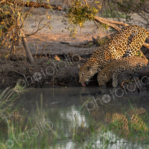 Leopard, Panthera pardus, and her cub drinking.
