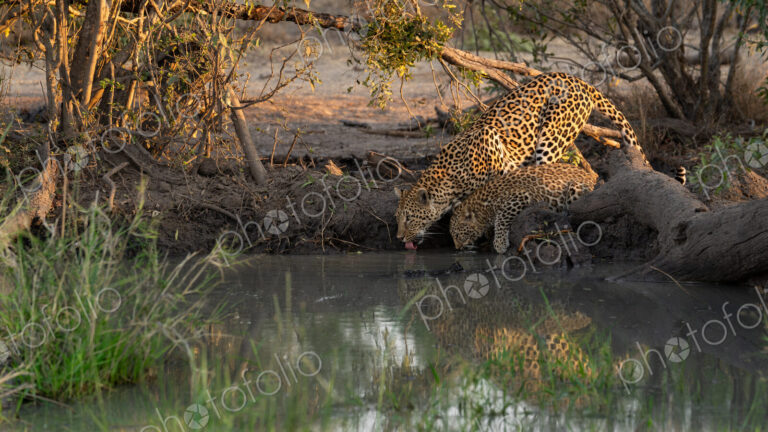 Leopard, Panthera pardus, and her cub drinking.
