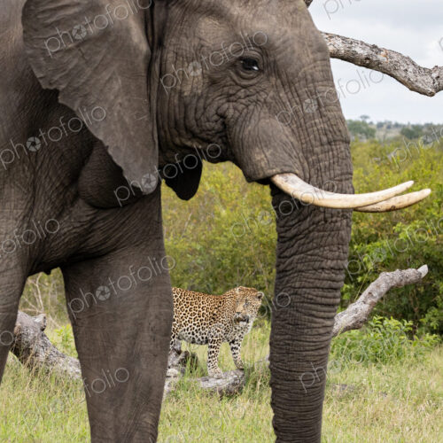 Leopard, Panthera pardus, behind an elephant, Loxodonta africana.