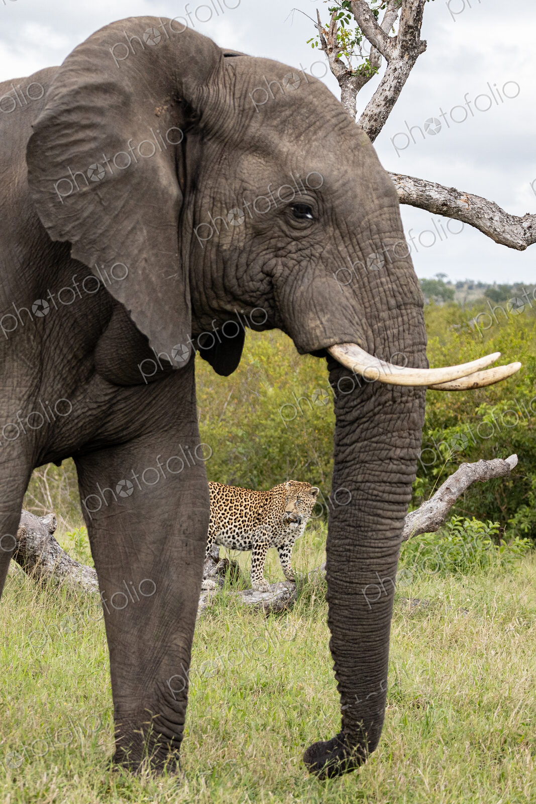 Leopard, Panthera pardus, behind an elephant, Loxodonta africana.