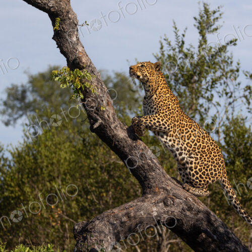 Leopard, Panthera pardus, climbing a fallen marula tree.