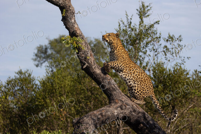 Leopard, Panthera pardus, climbing a fallen marula tree.